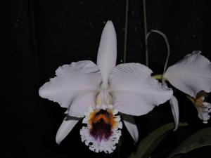 Cattleya percivaliana