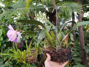 Cattleya percivaliana