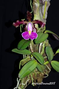 Cattleya schilleriana