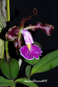 Cattleya schilleriana