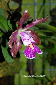 Cattleya schilleriana