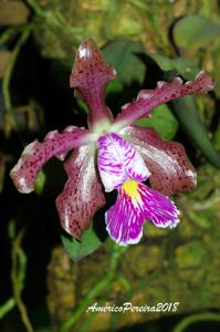 Cattleya schilleriana