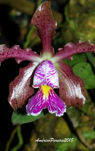 Cattleya schilleriana