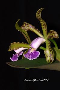 Cattleya schilleriana