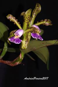 Cattleya schilleriana