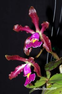 Cattleya schilleriana