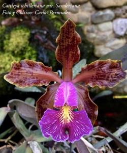 Cattleya schilleriana