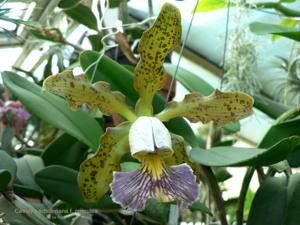 Cattleya schilleriana