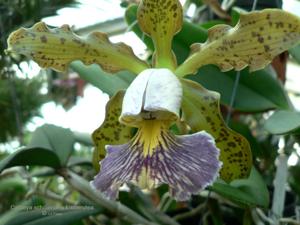 Cattleya schilleriana