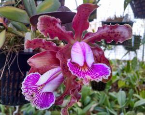 Cattleya schilleriana