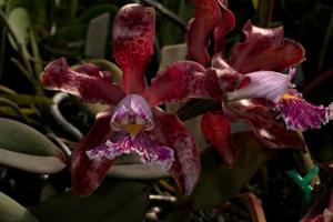 Cattleya schilleriana