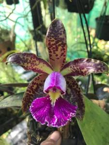 Cattleya schilleriana