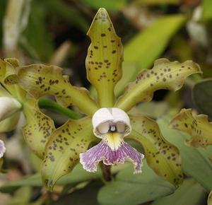 Cattleya schilleriana