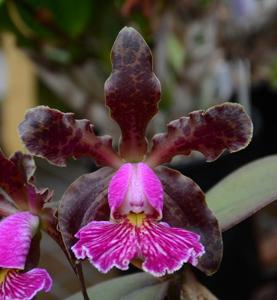 Cattleya schilleriana