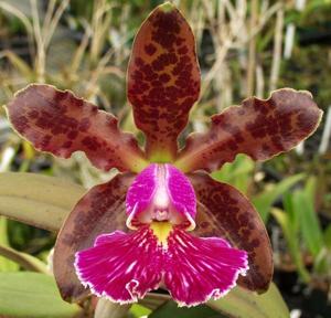 Cattleya schilleriana