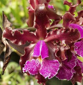 Cattleya schilleriana