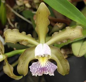 Cattleya schilleriana