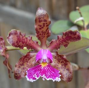 Cattleya schilleriana