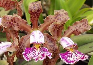 Cattleya schilleriana