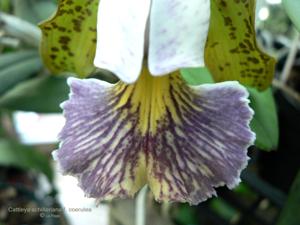 Cattleya schilleriana