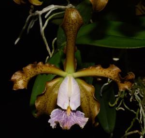 Cattleya schilleriana