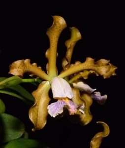 Cattleya schilleriana