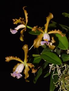 Cattleya schilleriana