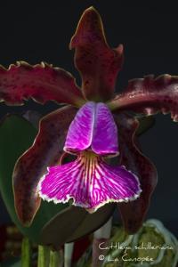 Cattleya schilleriana