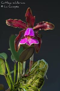 Cattleya schilleriana