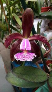 Cattleya schilleriana