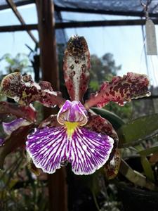 Cattleya schilleriana