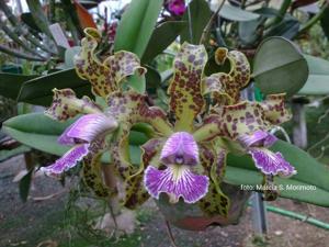 Cattleya schilleriana