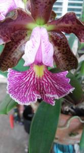 Cattleya schilleriana