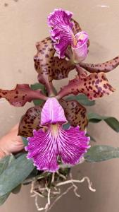 Cattleya schilleriana