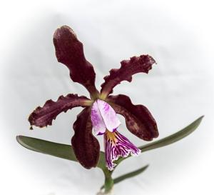 Cattleya schilleriana