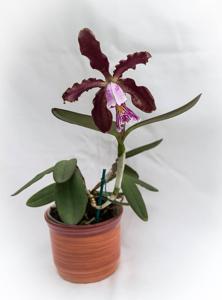 Cattleya schilleriana