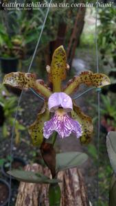 Cattleya schilleriana