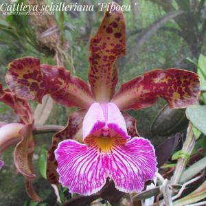 Cattleya schilleriana