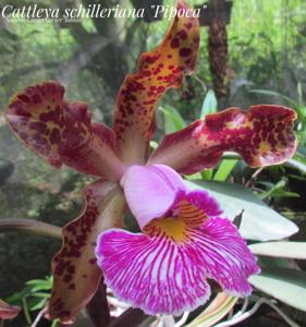 Cattleya schilleriana