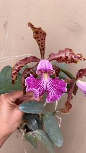 Cattleya schilleriana