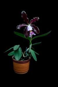 Cattleya schilleriana