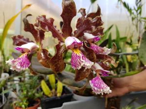 Cattleya schilleriana