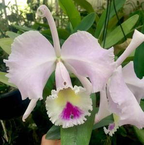 Cattleya trianae