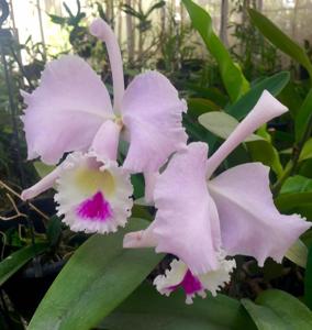 Cattleya trianae