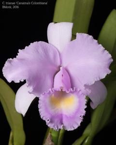 Cattleya trianae