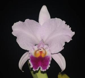 Cattleya trianae