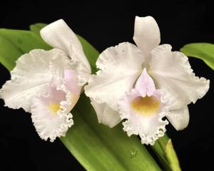 Cattleya trianae