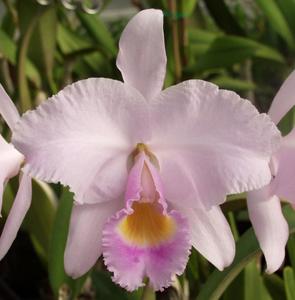 Cattleya trianae