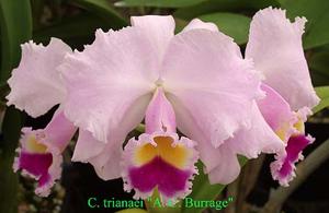 Cattleya trianae