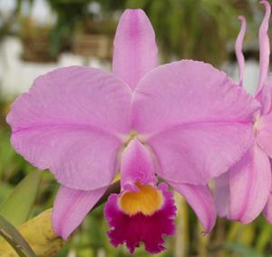 Cattleya trianae